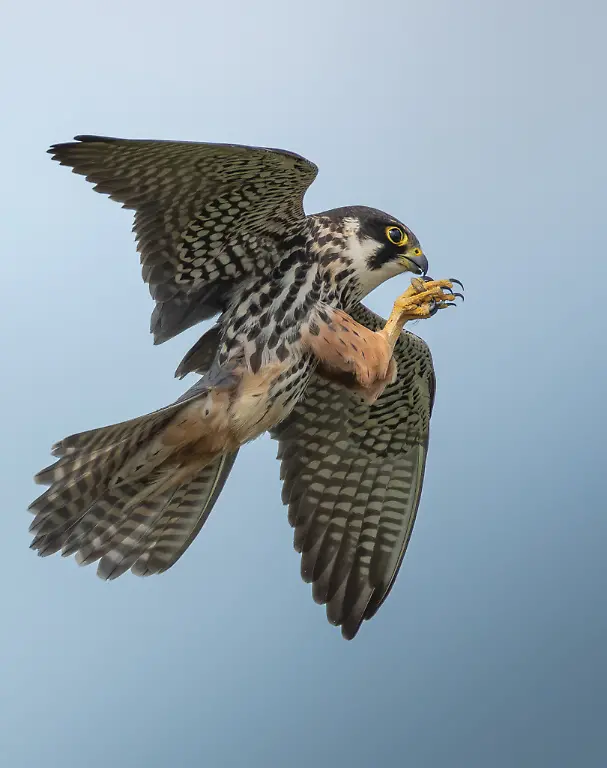 LowRes-WINNER-BWPA-2026-Acrobatic Hobby